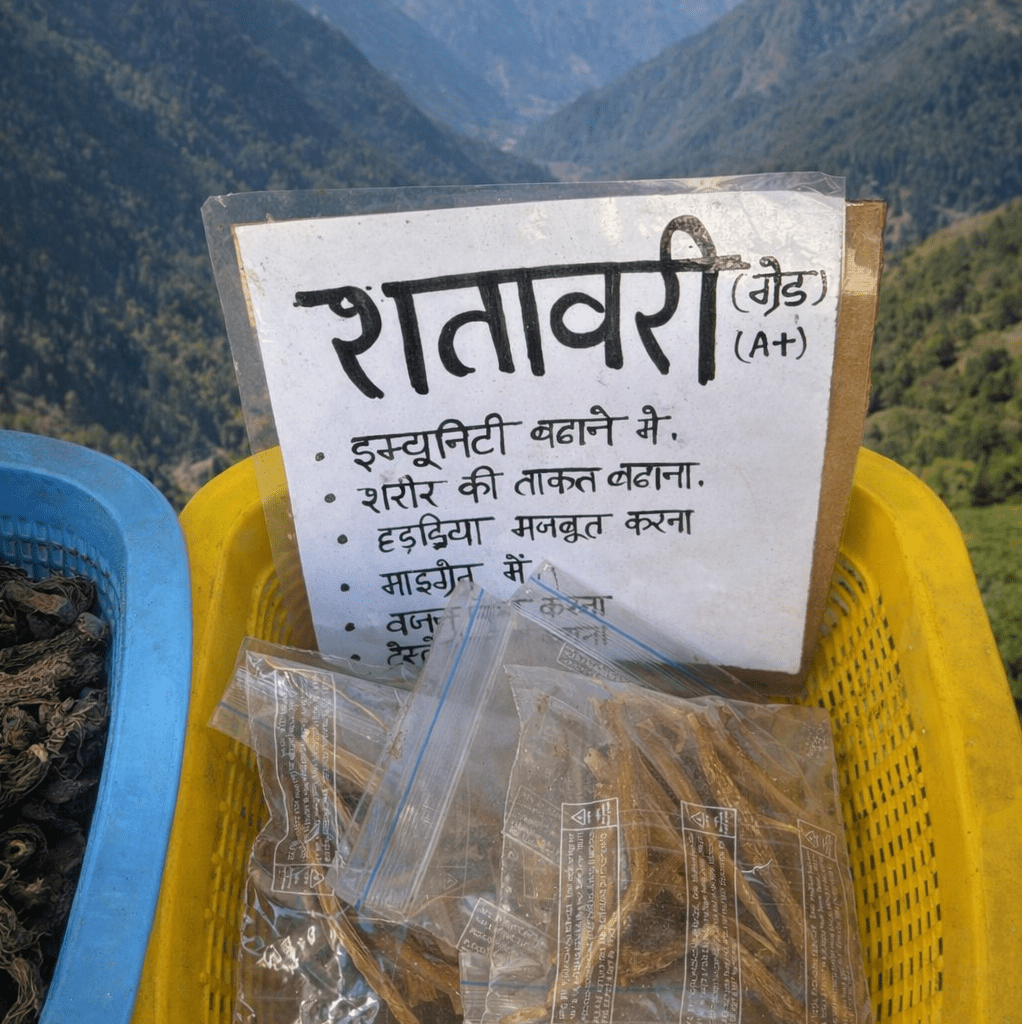शतावरी