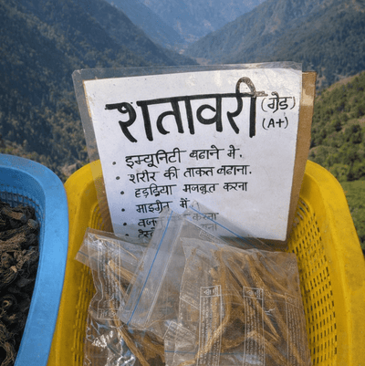शतावरी