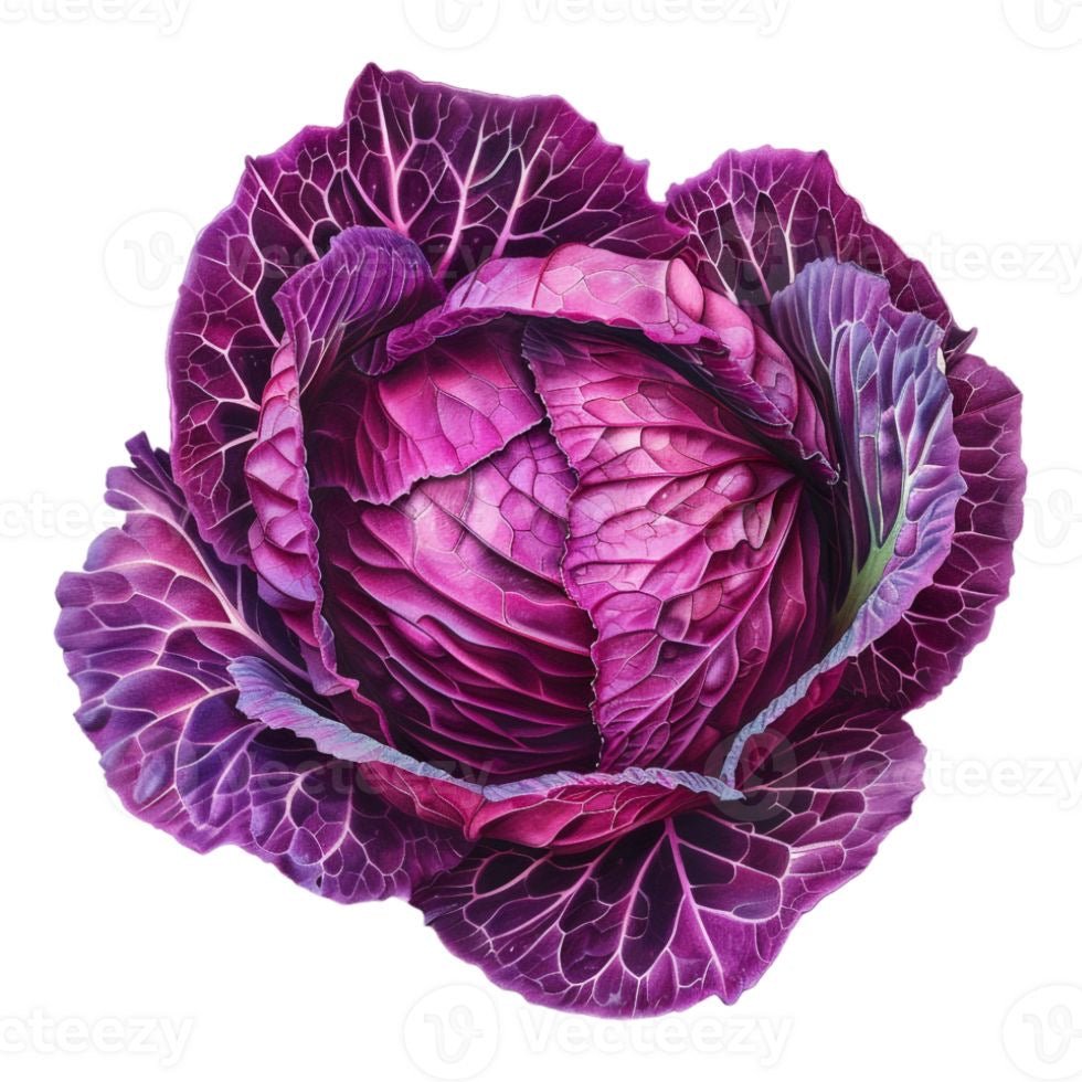 Pahadi Purple Cabbage (पहाडी बैगनी गोभी)
