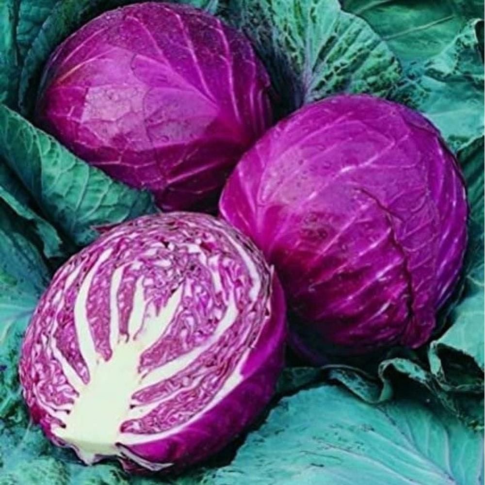Pahadi Purple Cabbage (पहाडी बैगनी गोभी)