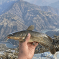 Single kata Fish (catfish) सिंगल काटा मछली (कैटफ़िश) 1Kg