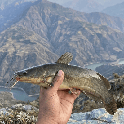 Single kata Fish (catfish) सिंगल काटा मछली (कैटफ़िश) 1Kg