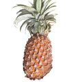 Pineapple Rani (अनानास रानी)