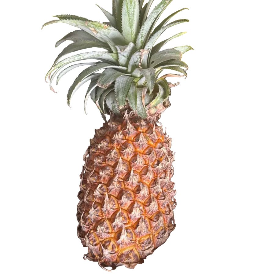 Pineapple Rani (अनानास रानी)