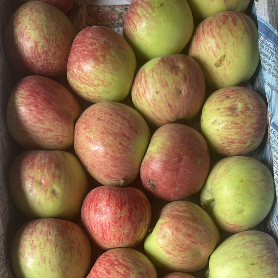 Shimla apple (शिमला ऐपल)