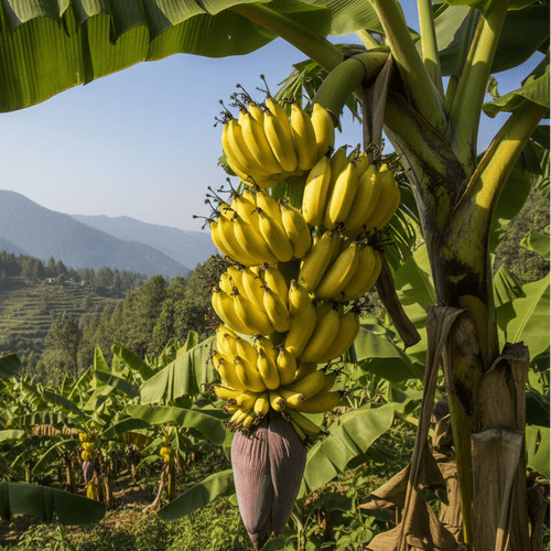 Fresh Banana Images in Kumaun hills
